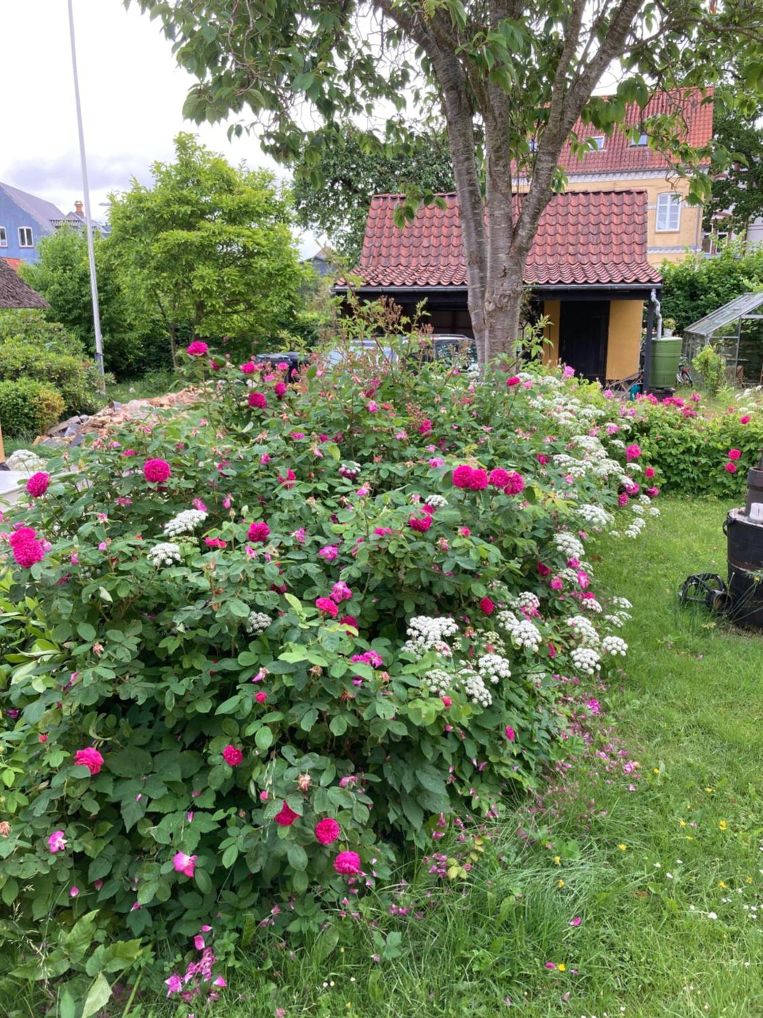 Den Gamle Skomager Hytte Ved Slotssoen Gråsten المظهر الخارجي الصورة